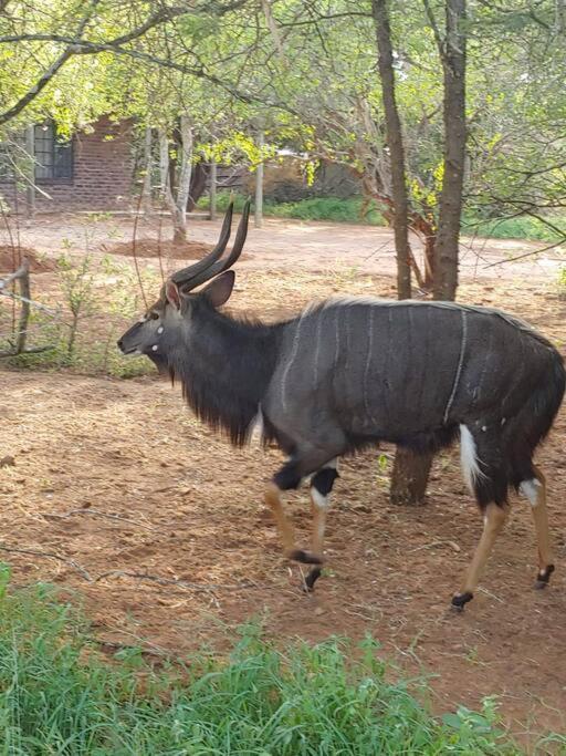 Nag-apie Vakansiehuis * Marloth Park