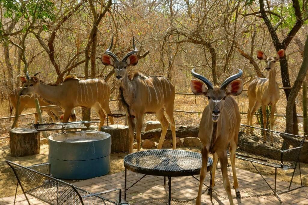 Holiday home Nag-apie Vakansiehuis Marloth Park