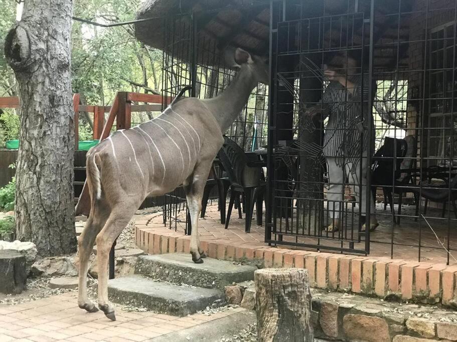 Nag-apie Vakansiehuis * Marloth Park